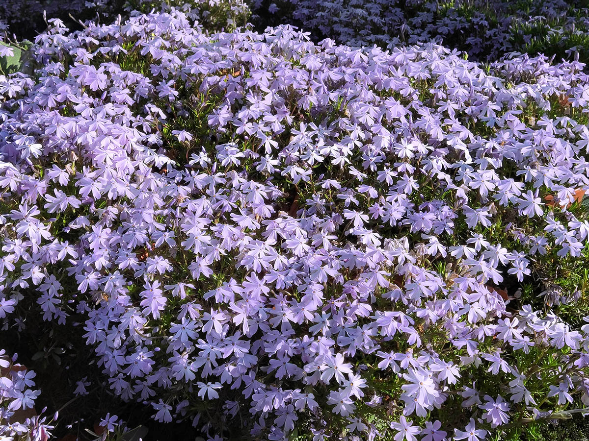 Phlox subulata 'Emerald Cushion Blue'